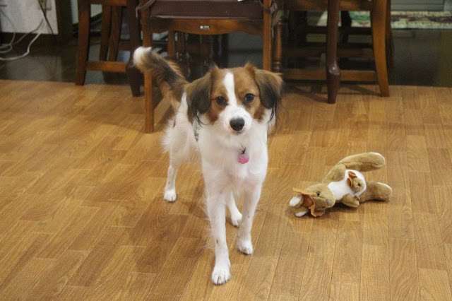 犬とぬいぐるみがリビングの木製床にいる様子.