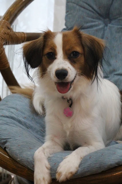 子犬が座って笑顔を見せている様子.