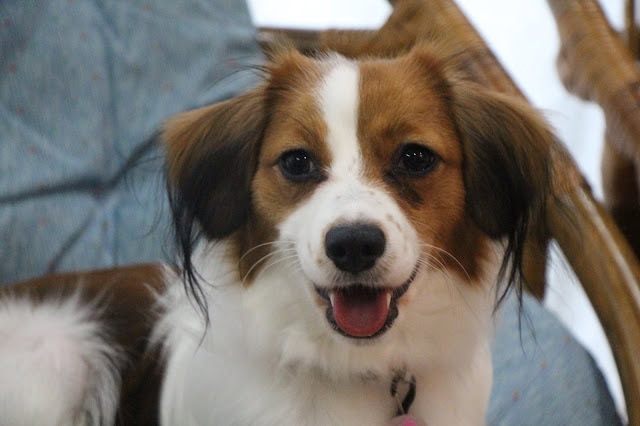 犬の笑顔と明るい表情が印象的な写真です.