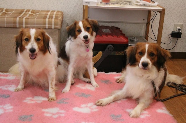 犬の家族写真、リビングルームでくつろぐ3匹の犬たち.