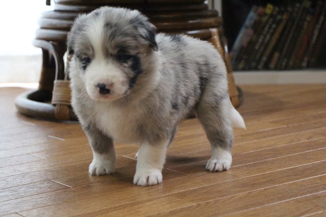 ALTタグ：かわいいグレースポッティドの子犬の写真.