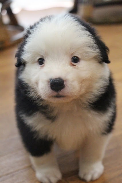 子犬のかわいい顔とふわふわの毛並みを捉えた画像.