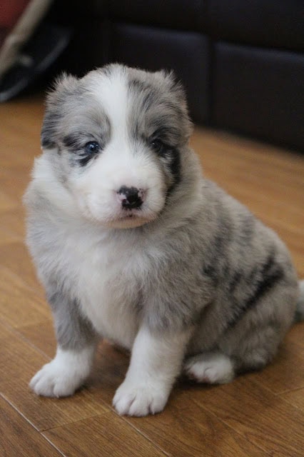 子犬の可愛いアズマッシュド・コーギーの子犬の写真.