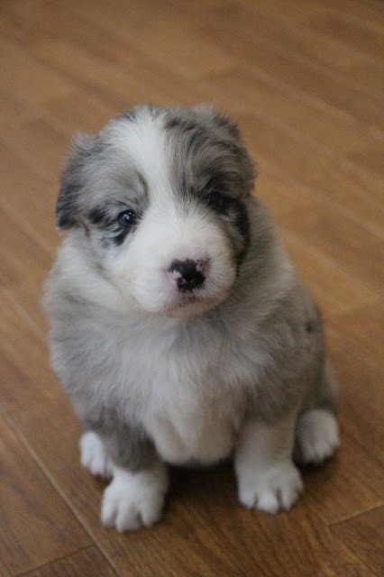 子犬のアップ写真、青い目とふわふわの毛並みが特徴です。.