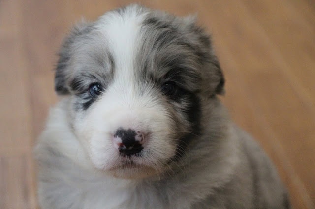 子犬のアップ写真、青い目とふわふわの毛並みが特徴です。.