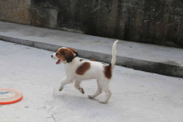 子犬が外で遊んでいる写真です。.