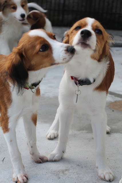 犬たちが屋外で遊びながら交流している様子です。.