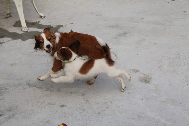 子犬たちが遊んでいる様子を捉えた写真です。.