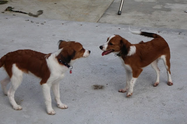 犬たちが遊びながら交流している様子.
