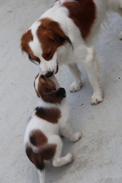 犬と子犬が遊びながら交流している様子。.