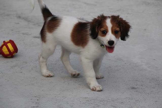 子犬とおもちゃのボールが映っています。.