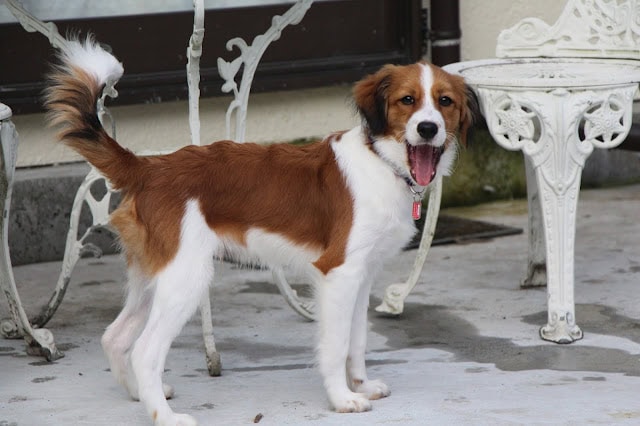 コイケルホルンのかわいい子犬が外で遊んでいます.