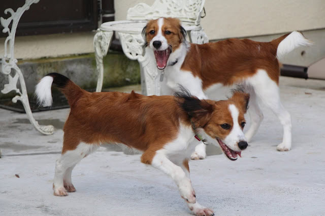 子犬と遊ぶコイケル・ハウンドの子犬たちのかわいい瞬間を捉えた写真です。.