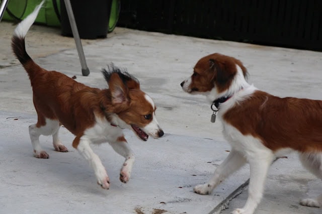 子犬たちが屋外で遊びながら交流しているシーン.