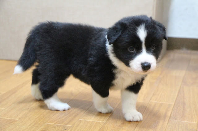 黒白のかわいい子犬の全身写真.