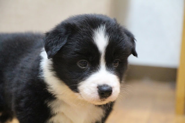 子犬のクローズアップ写真、黒と白の毛色が特徴的です。.