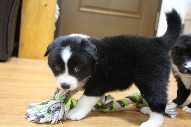 子犬が遊んでいる様子の画像.