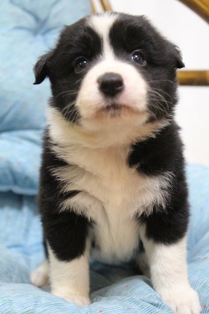 子犬の黒白の子犬のアップ写真.