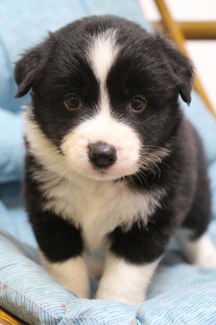 子犬のかわいいブラック＆ホワイトの子犬のアップ写真.