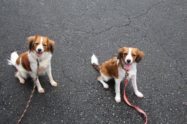 犬たちがお散歩デビューを果たす様子.