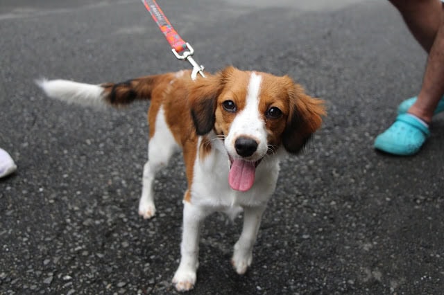 子犬がリードをつけてお散歩している様子.