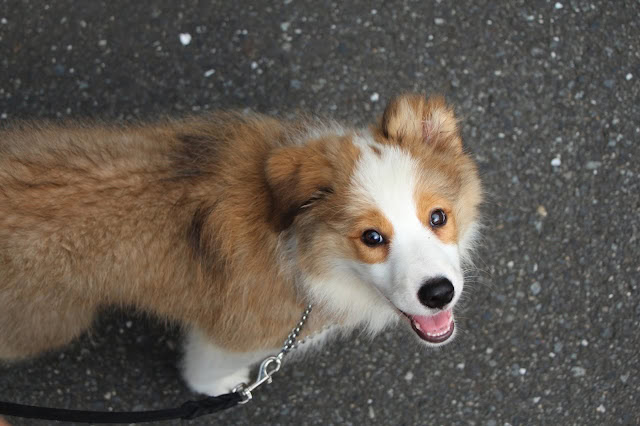 子犬が散歩中に笑顔でこちらを見ている写真.