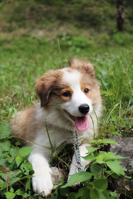 子犬が緑の草原でお散歩中の写真です。.