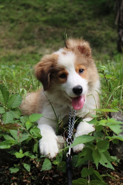 子犬が緑の草むらでお散歩デビューを楽しむ様子.