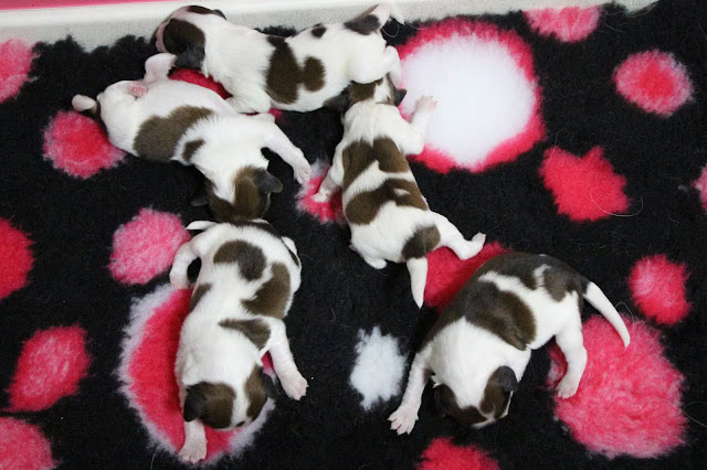 子犬たちが毛布の上で遊んでいる様子.