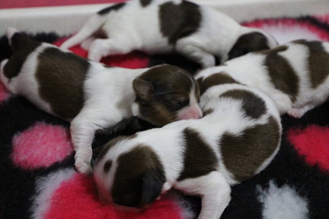 子犬のかわいい兄弟たちの写真です。.