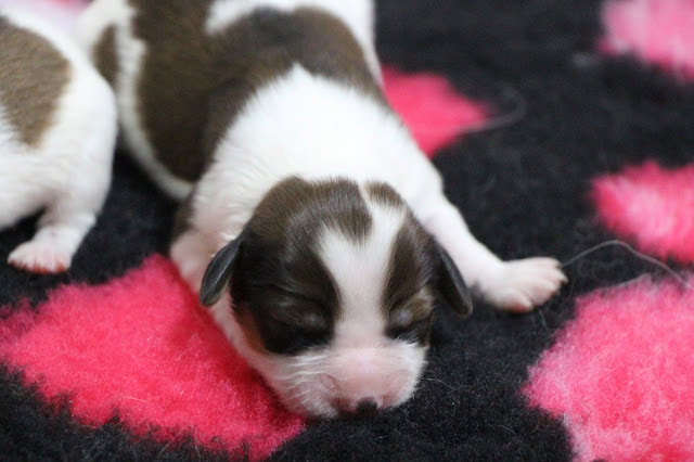 子犬の白と茶色の小さな子犬が毛布の上で眠っています.