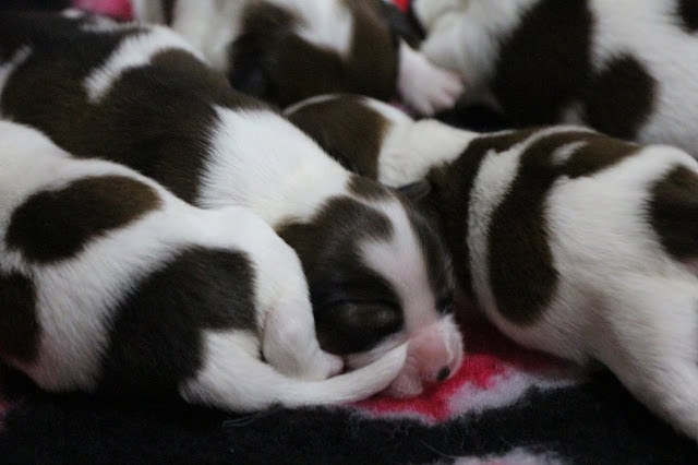 子犬たちが仲良く眠るかわいい瞬間.