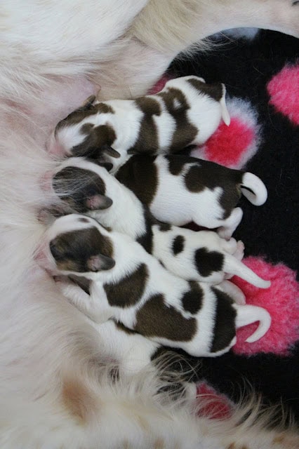 母親の母乳を飲む子犬たちのかわいい姿.