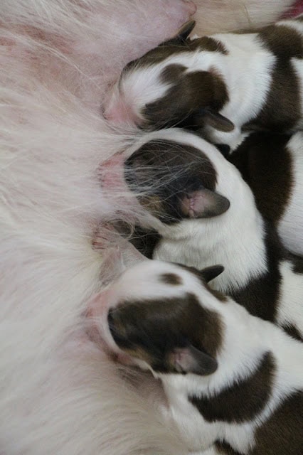 母親の乳に吸い付く子猫たちのかわいい瞬間.