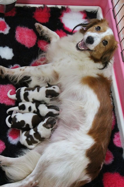 シャルロッテとトビーの子犬たちがかわいく並んでいます.