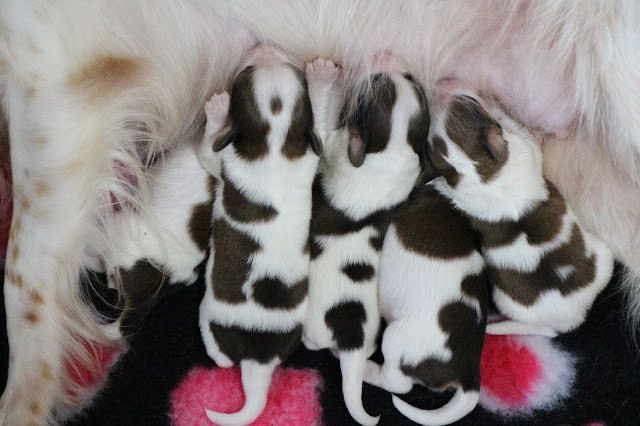 母親の毛皮のそばで眠る子ウサギたち.