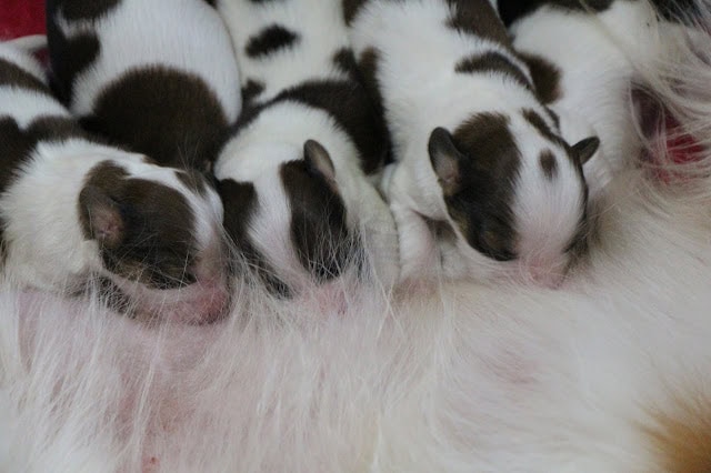 白と黒の斑点模様の子猫たちが母親の毛の上で眠る.