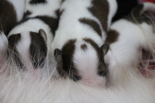 子犬の親子のかわいい写真です。.