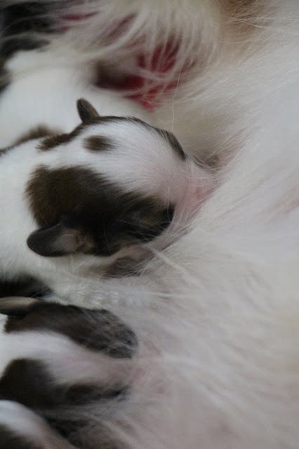 母親の毛に包まれた小さな子犬たち.