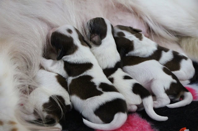 母犬と子犬たちのかわいい瞬間を捉えた写真です。.