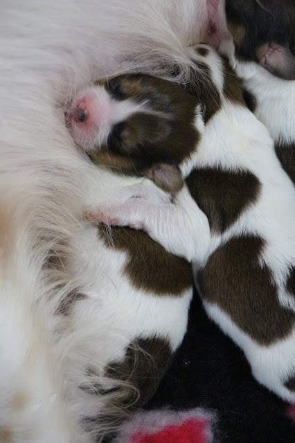 母親の毛に包まれた新生児の子犬たち.