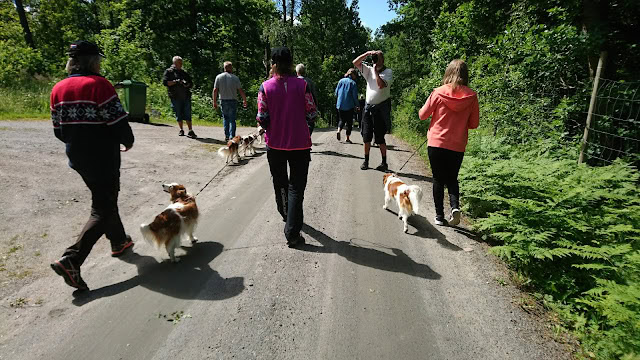 公園の散策中の人々と犬のグループ.