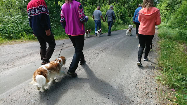 森の中を散歩する人々と犬たちのグループ.