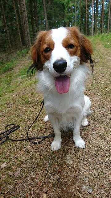 犬のアップ写真、自然の中で楽しそうにしている.