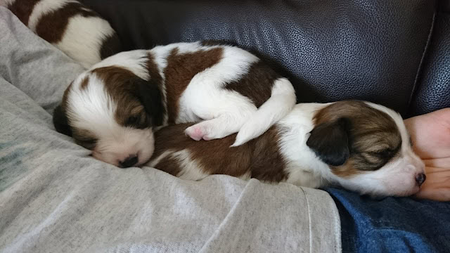 子犬たちが人の腕の中で眠る様子.