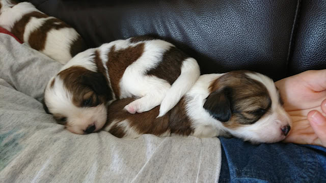 生後20日の子犬が人の手の上で眠る様子.