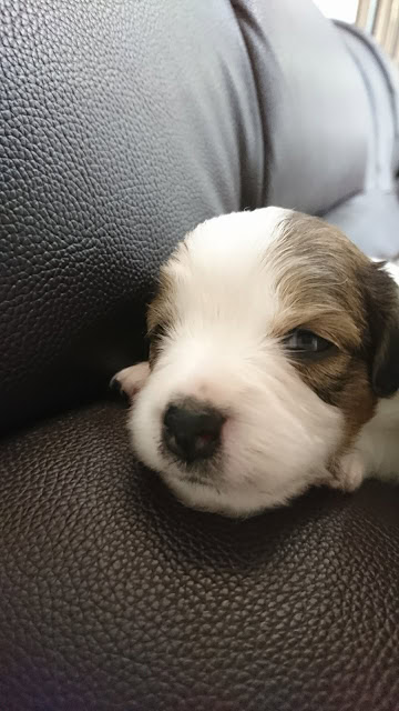 子犬がソファに横たわる様子を捉えた写真です。.