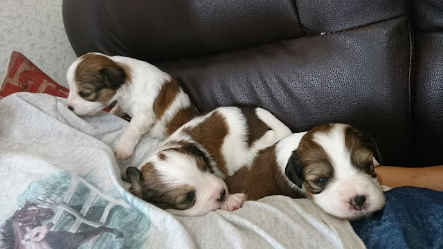 子犬たちがソファで休んでいる様子.