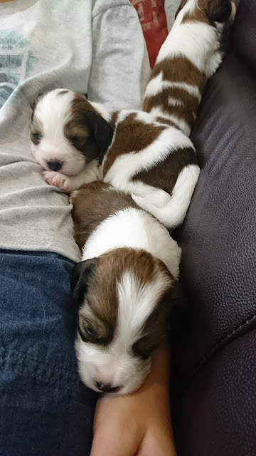 子犬たちが人の腕の中で眠る様子.