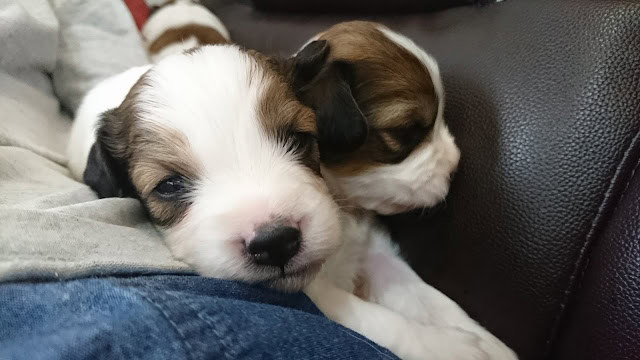 子犬のアップ写真、寝ている姿が愛らしいです。.